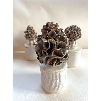 Morel mushrooms