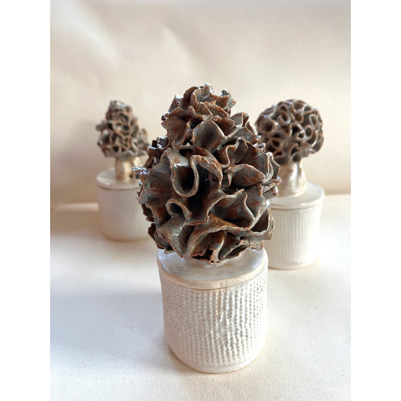 Morel mushrooms